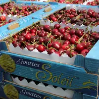La taille, la fermeté et la fraîcheur en rayon sont des critères de qualité essentiels pour la cerise.
