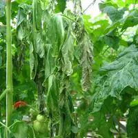 Flétrissements foliaires