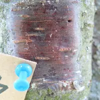 Les larves migrent pendant une période limitée avant de se fixer.