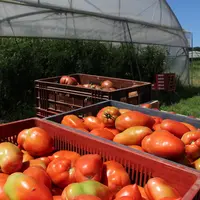 Sous abris, les méthodes alternatives de protection donnant satisfaction sont d’abord l’utilisation d’auxiliaires, de produits de biocontrôle et le re