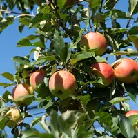 Première récolte de pommes et poires répondant aux objectifs "Durabilité des fruits", en Suisse.