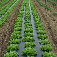 Une cinquantaine d’hectares de salade sont désormais plantés sur paillage biodégradable.