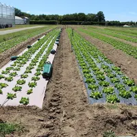 Les essais confirment que le nouveau paillage papier testé  pourrait présenter de l’intérêt pour lutter contre l’enherbement en salade.