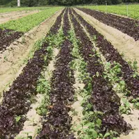 Les techniques de désherbage de la salade évoluent rapidement avec la contrainte de se passer de désherbants et l'objectif d'éviter le recours au fast