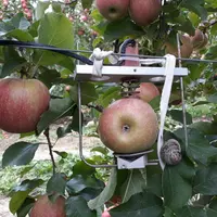 Un dendromètre connecté placé sur un fruit judicieusement choisi permet de suivre heure par heure le grossissement du fruit tout au long de la saison.