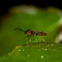 Aphidius ervi
