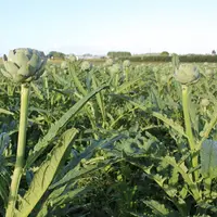 La moitié des producteurs d'artichaut interrogés utilisent des bi­neuses de trois à cinq rangs pour biner leurs drageons.