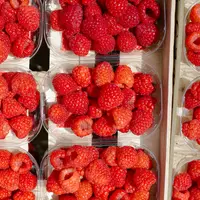 La lutte contre la francisation est l’une des nombreuses actions poursuivies depuis plusieurs années par l’AOPn Fraises de France.
