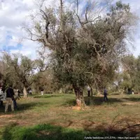 Le dispositif français de contrôle de la bactérie Xylella fastidiosa présente des failles.