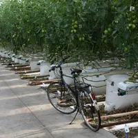 En Hollande et Belgique, de nombreux producteurs vont décaler leurs plantations, moins éclairer et entrer en production mi-mars.