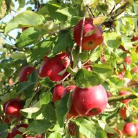 Depuis 2012, plus de 3 millions d’arbres ont été commercialisés dans le monde.