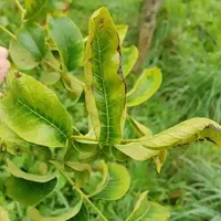 Le suivi des arbres par analyse de sève permet de corriger les carences avant qu'elles ne soient visibles à l’œil nu.