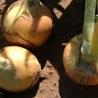 Le stade "tombaison" est un critère commun à tous les producteurs d'oignon pour déterminer la récolte et optimiser la conservation des oignons de gard