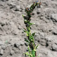 Les criocères sont souvent répartis par îlot, ce qui pourrait suggérer l’hypothèse d’une phéromone d’agrégation.