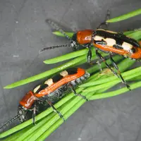Deux espèces de Crioceris sp. sont des ravageurs de l'asperge : le criocère de l’asperge et le criocère à 12 points.