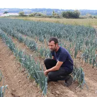 Si le poireau n’a pas trop souffert de la sécheresse, celle-ci a beaucoup réduit le rendement de certains légumes, de 5 à 6 tonnes par hectare en hari