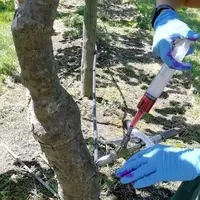Cerise : L’argile contre les dégâts de Drosophila suzukii