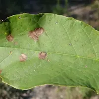 Le champignon Ophiognomonia leptostyla attaque les feuilles et les rameaux, entraînant une perte de calibre des fruits.