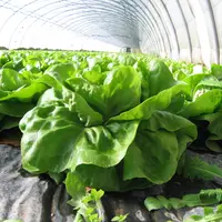 L’apport d’acides aminés améliore la qualité de la production de laitue, de roquette et d’épinard, en limitant l’accumulation de nitrates dans leurs f