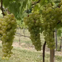 Sur raisin de table, l'emploi du soufre contre l'oïdium est plus délicat que sur vigne.