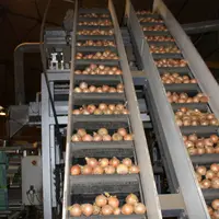 Le prix des oignons devrait être majoré d’au moins 26 centimes par kilo pour faire face aux surcoûts de production.