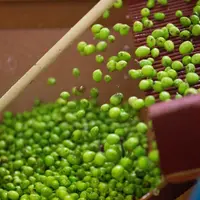 La coopérative oléicole propose de fixer un prix d’achat des olives afin d’accompagner au mieux la rémunération des coopérateurs.