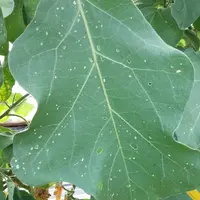 L’apparition, le développement et le cycle biologique de l’altise sont aujourd’hui mieux maîtrisés.