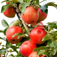 Honeycrisp cov fait partie des variétés modernes suscitant de l'intérêt dans les programmes de ­création ­variétale.