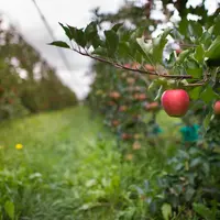 L'utilisation de marqueurs moléculaire dans la sélection variétale a permis d'accélérer la création de nouvelle variétés.