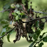 Le programme AZZ vise notamment la sélection de variétés de pomme résistantes au feu bactérien.