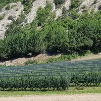 Des isotopes stables présents dans les fruits et légumes peuvent être caractéristiques du terroir de production.