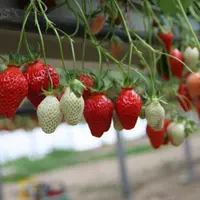 L'AOPn Fraises élabore des programmes de recherche et d’expérimentation pour mieux cibler les réponses à apporter aux professionnels.