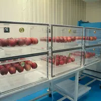 Dans le dispositif expérimental utilisé pour évaluer les infections secondaires, les trois cellules supérieures contiennent un fruit central inoculé,