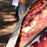 La Centrex sollicite les producteurs de pèches-nectarines, également indépendants, pour financer son expérimentation variétale sur ces espèces.