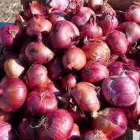 Un bulbe en forme de toupie et une peau rosée caractérisent l'oignon de Saint-Turjan.