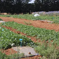 Les leviers agroécologiques utilisés dans le programme Agrécomel permettent de réduire le nombre de traitements de manière très variable selon les ann