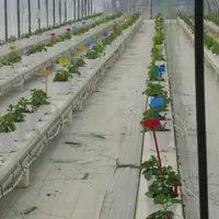 Les essais du CTIFL ont montré un net effet négatif de la fertilisation azotée sur l’évolution de la maladie.