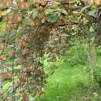La sélection de plantes résistantes ou tolérantes à la bactériose PSA reste une priorité de sélection, notamment pour les nouveaux pays producteurs en