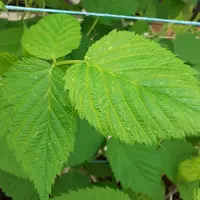 La pression de l'acarien Eriophyes augmente sur framboisier, sur lequel il provoque notamment des crispations du limbe des feuilles.