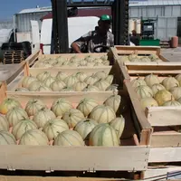 Le conditionnement en plateaux doit maintenant obligatoirement respecter la correspondance grammage/nombre de fruits ou la correspondance diamètre/nom