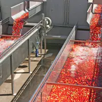 Récoltée dès juillet, la tomate industrie a connu une campagne 2022 précoce, avec des cycles de culture de 90-95 jours pour les plus précoces.