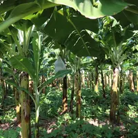 L’augmentation du taux de matière organique et les couverts végétaux améliorent la capacité de rétention en eau du sol, sous un climat chaud qui voit