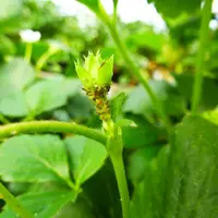 Les produits de biocontrôle doivent être appliqués dès l'apparition des premiers ravageurs ciblés.