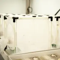 Salle d’élevage de Mastrus ridens, un parasitoïde qui s’attaque aux larves du carpocapse des pommes et poires. Un programme INRAE de lutte biologique