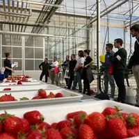 Le comportement des nouvelles variétés de fraise en production hors-sol est comparé aux références notamment, Gariguette et Clery en production précoc