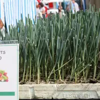 Les poireaux hybrides mais aussi les tomates type côtelées passeront en hors dérogation au 1er juillet 2023.