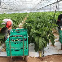 Altise, punaise, verticiliose... l'aubergine doit faire face à une montée en puissance de la pression sanitaire. Les moyens de protection chimique son