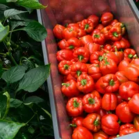 La culture de poivrons dans le Loiret avait presque disparu au début des années 2010. La production représente aujourd'hui une dizaine d'hectares sous
