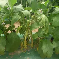 Les symptômes de jaunissement et de flétrissement entraînent une mort prématurée des plantes.