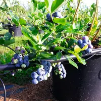 Les volumes français de myrtille ont été impactés à plus de 30 % par les dégâts de gel en 2021.